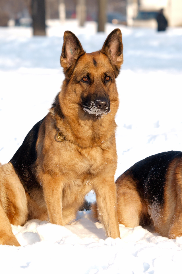 Three German Shepherds amicable