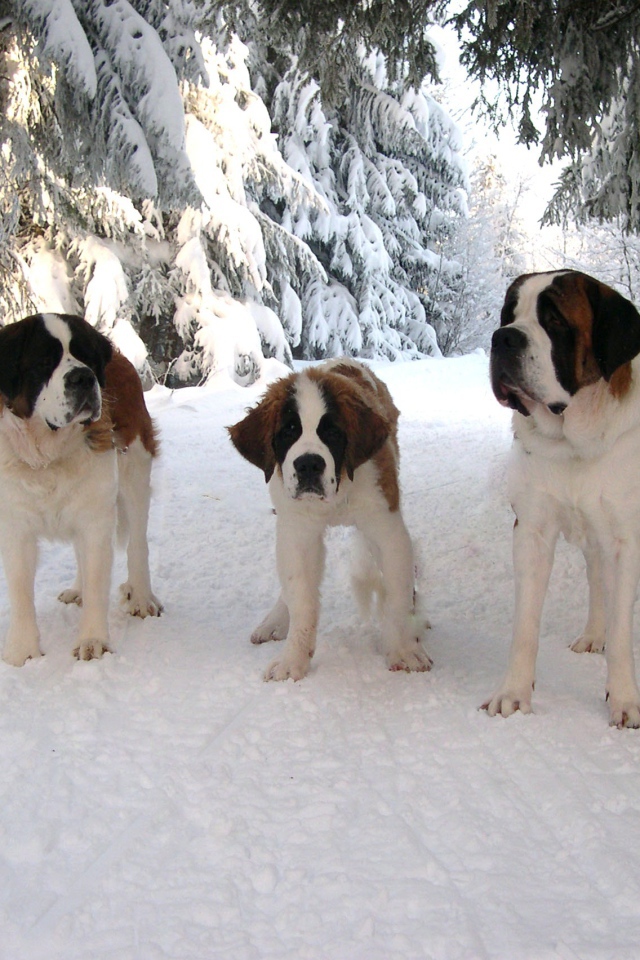 Три сенбернара в лесу