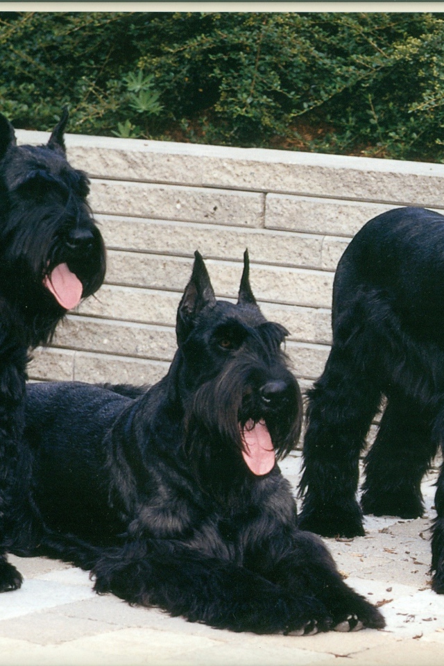 Три больших шнауцера