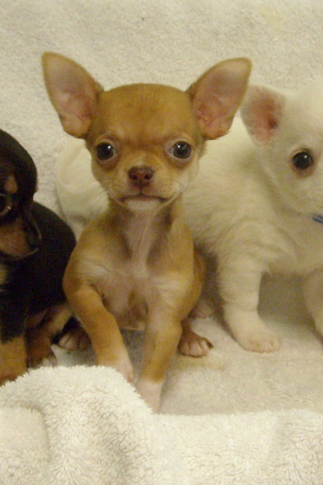 Три щенка чихуахуа