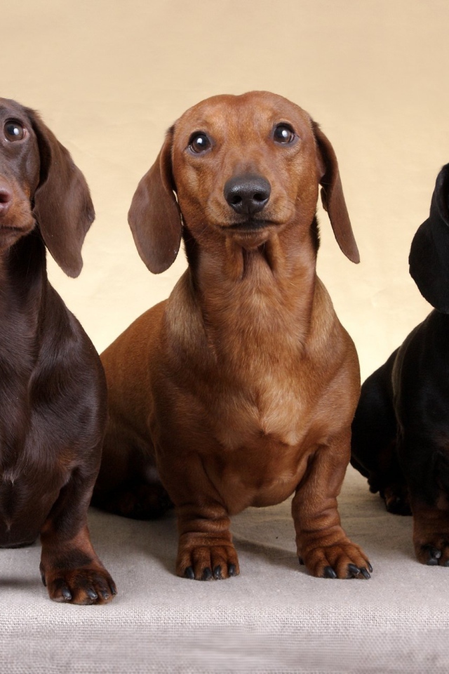 Три таксы смотрят вверх