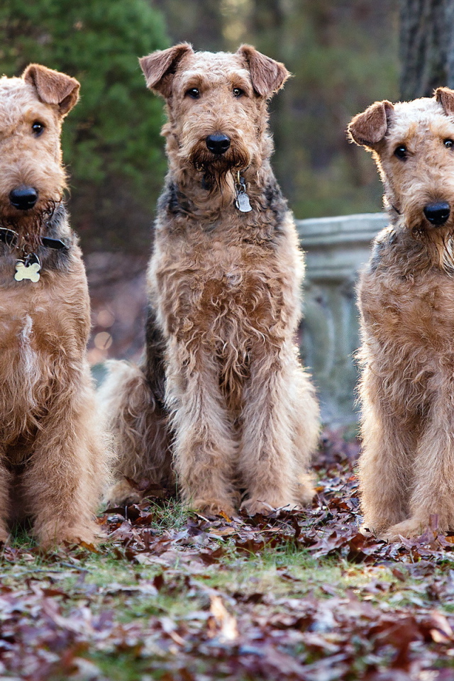 Три собаки эрдельтерьера