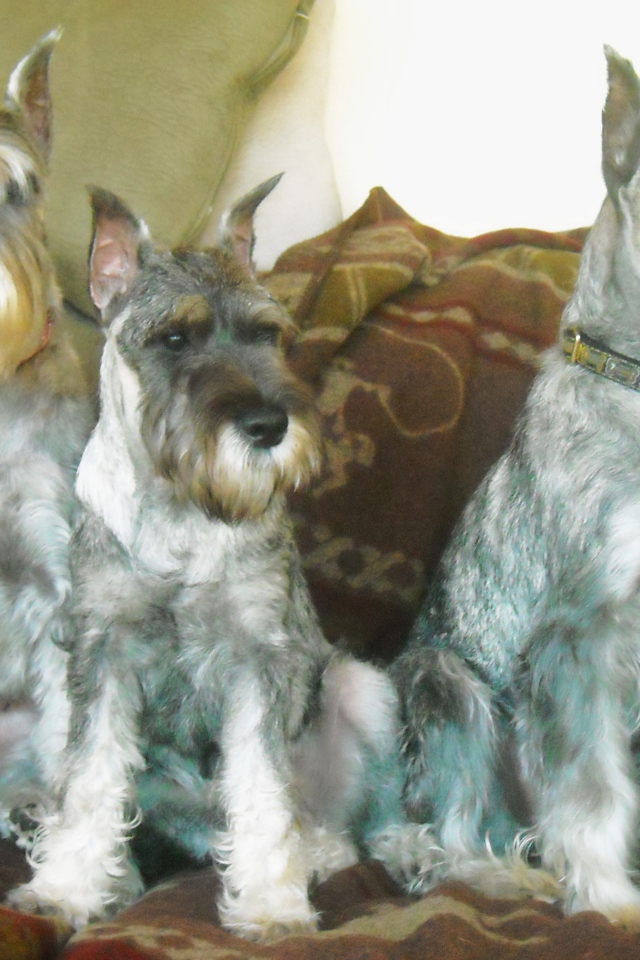 Три собаки шнауцера