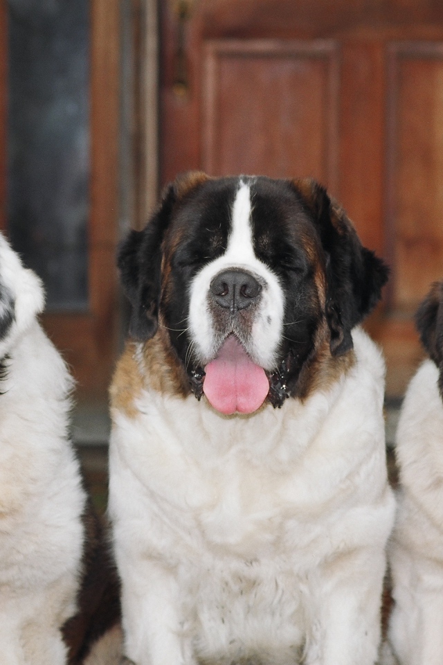 Три больших сенбернара