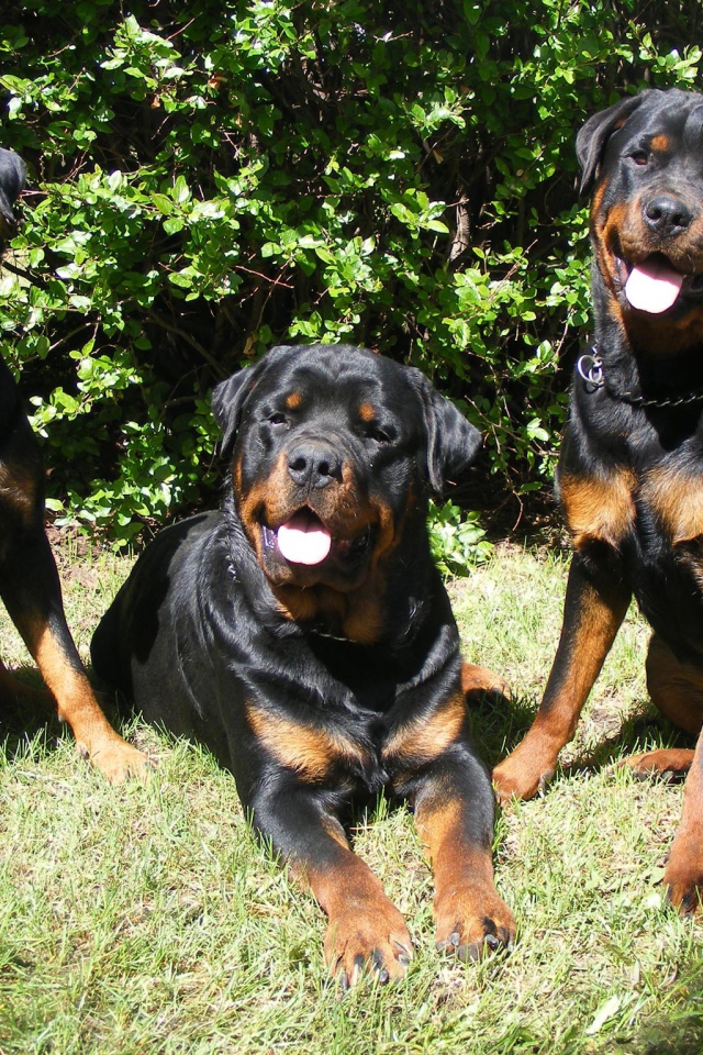 Три друга ротвейлера