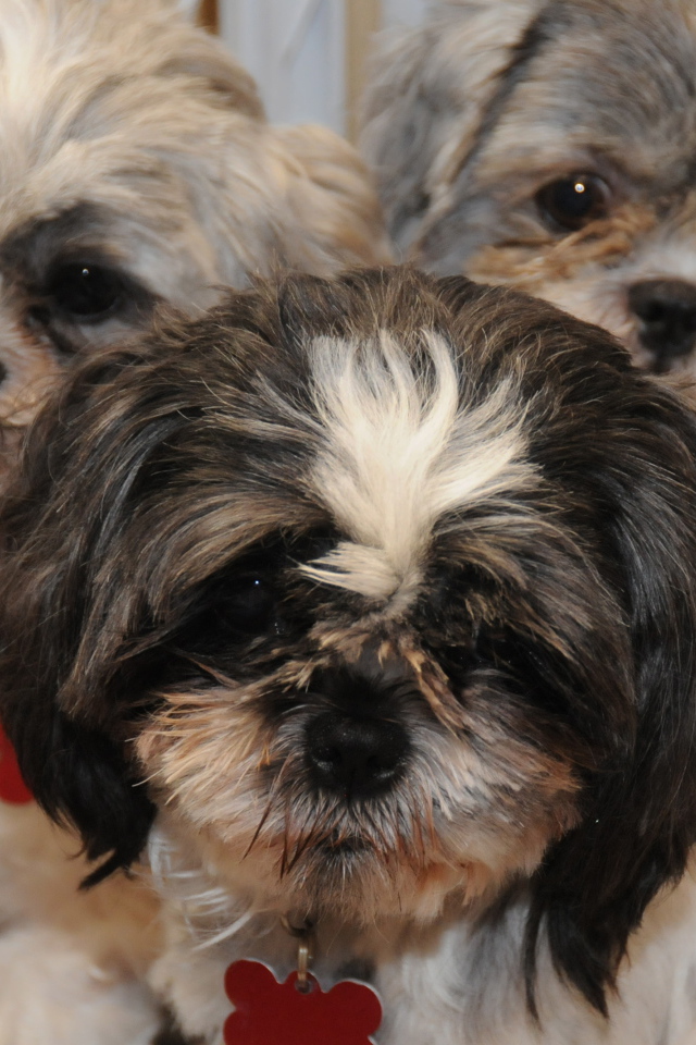 Три друга шитцу