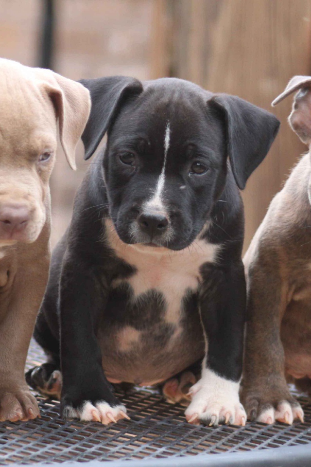 Три щенка питбуля