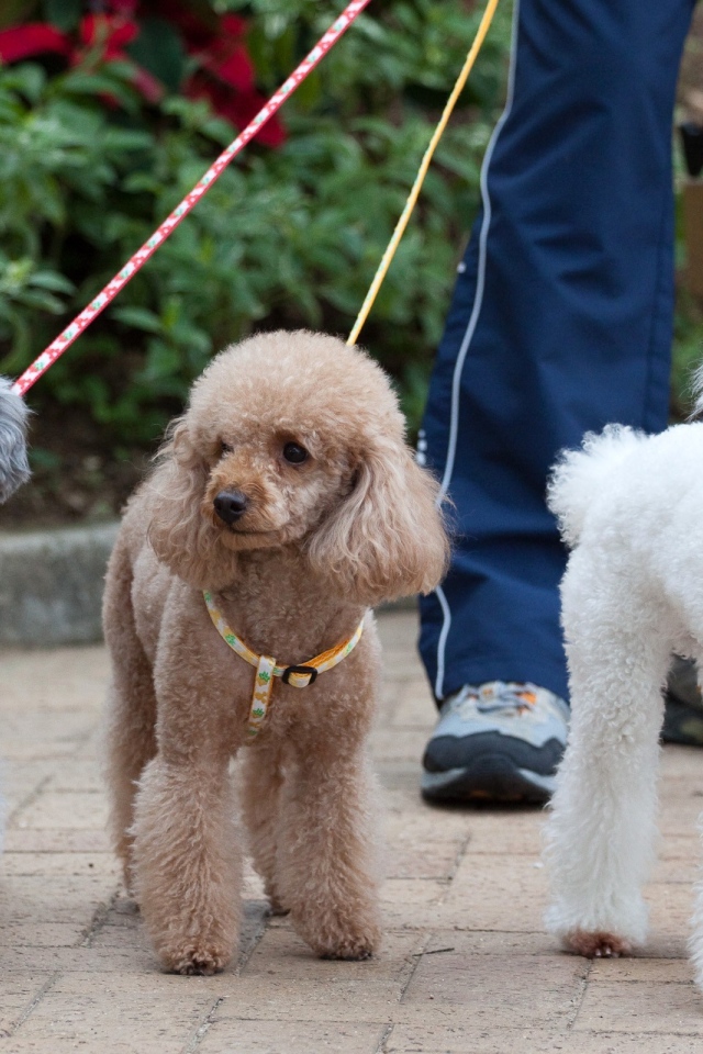 Три пуделя на прогулке