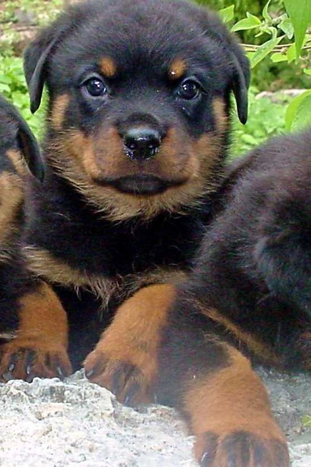 Три щенка ротвейлера