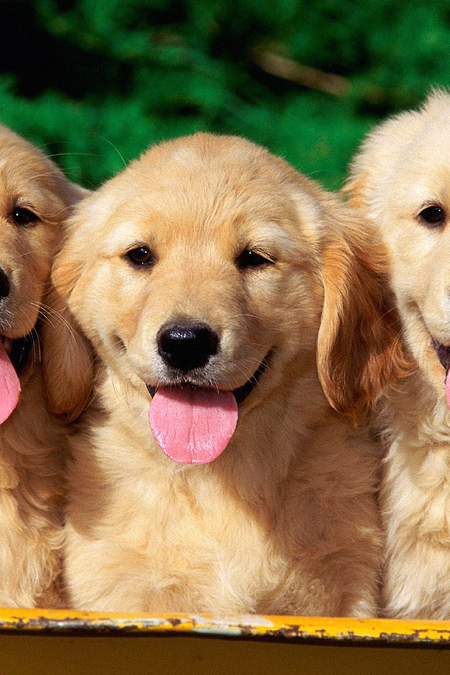 Три щенка ретривера