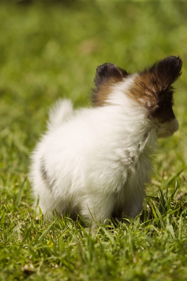 Крошечный японский хин