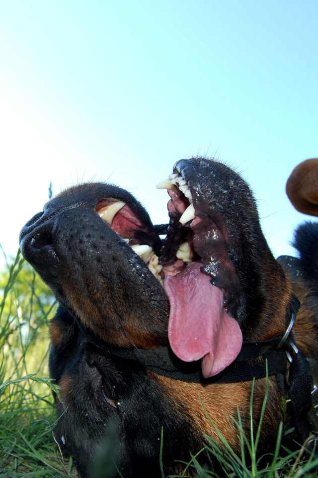 Уставший ротвейлер лежит на траве