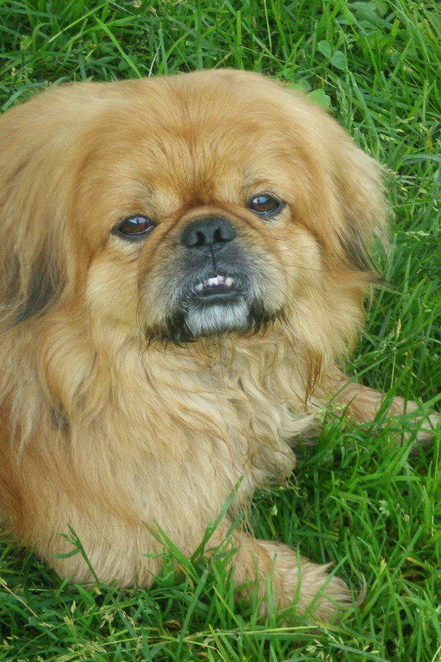 Зубастый пекинес на траве