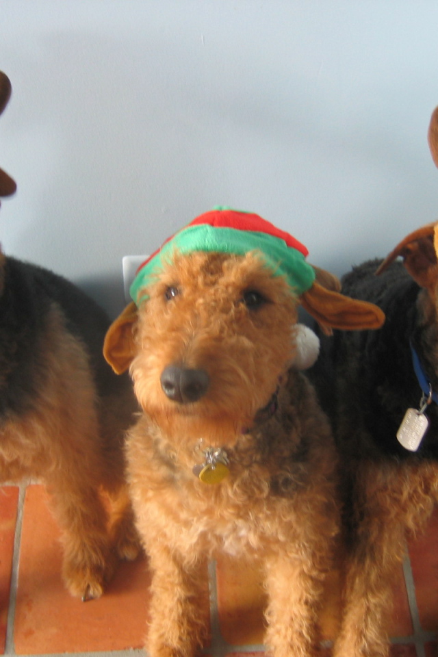 Тройка рождественских эрдельтерьеров