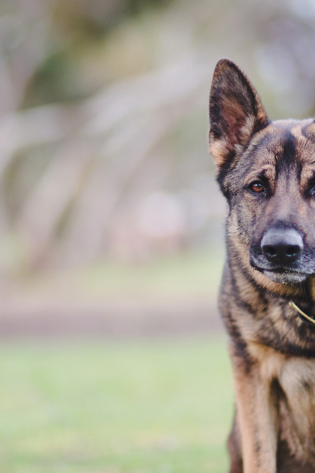 Верный друг человека