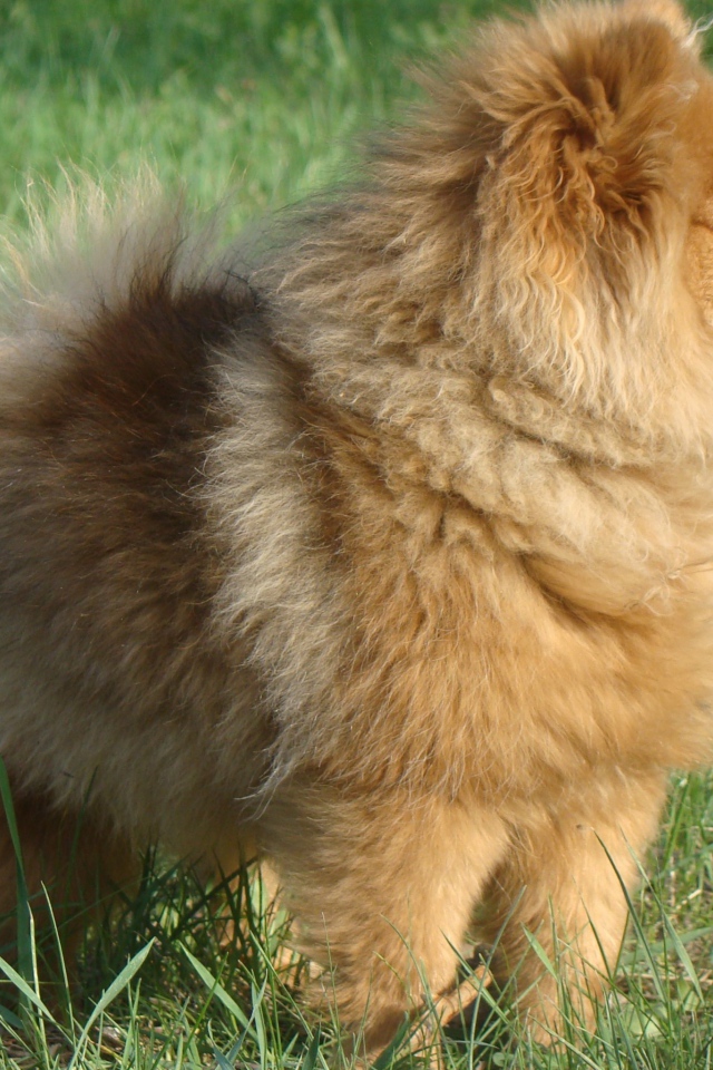 Упитанный шпиц на траве