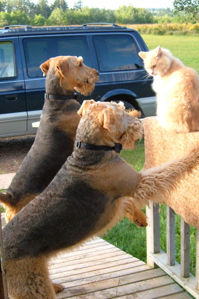 Два эрдельтерьера пристают к коту