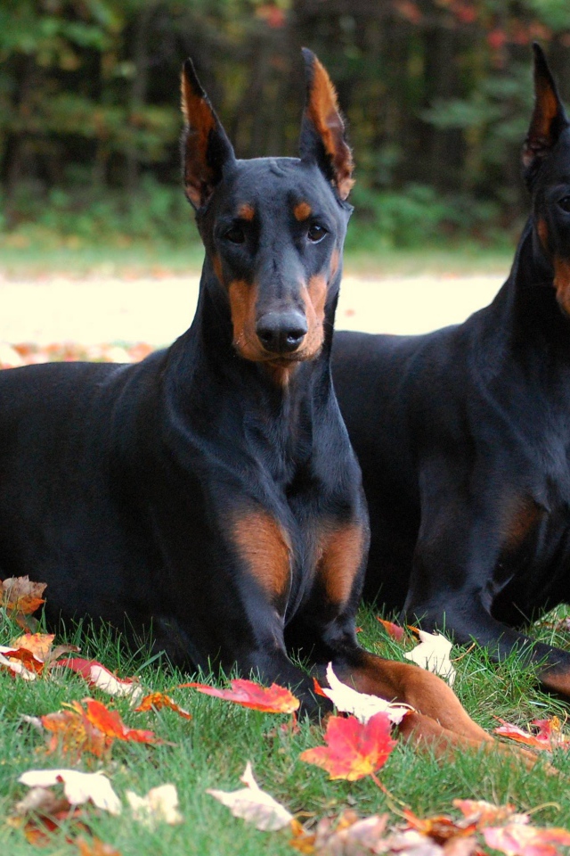 Два добермана в осеннем парке