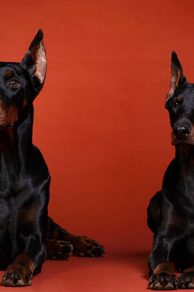 Два добермана на красном фоне
