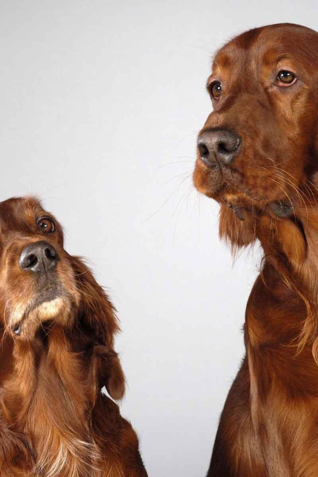 Два английских кокер спаниеля