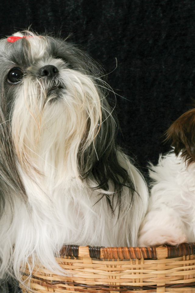 Два шитцу в корзине