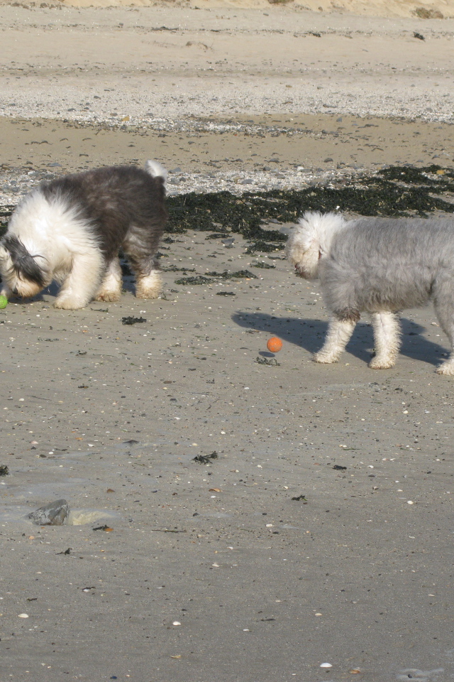 Два бобтейла на пляже