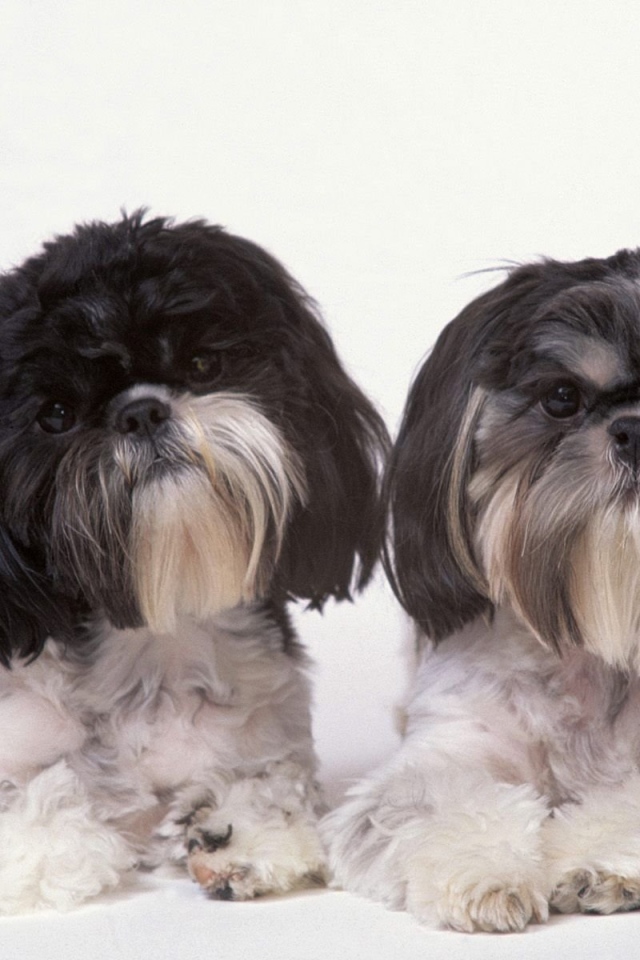 Два подстриженных шитцу