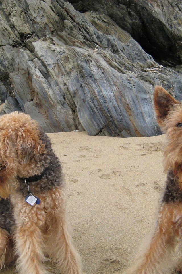 Два милых эрдельтерьера на пляже