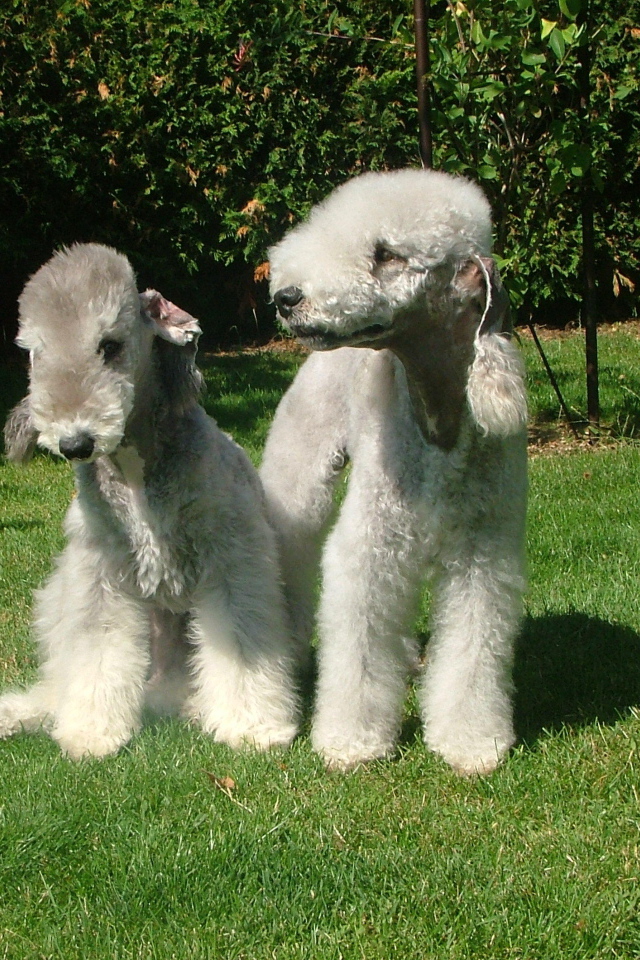 Две милых собачки бедлингтон терьер