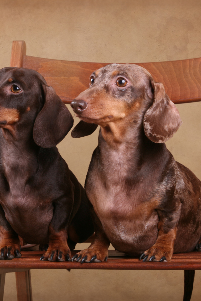 Две таксы на стуле