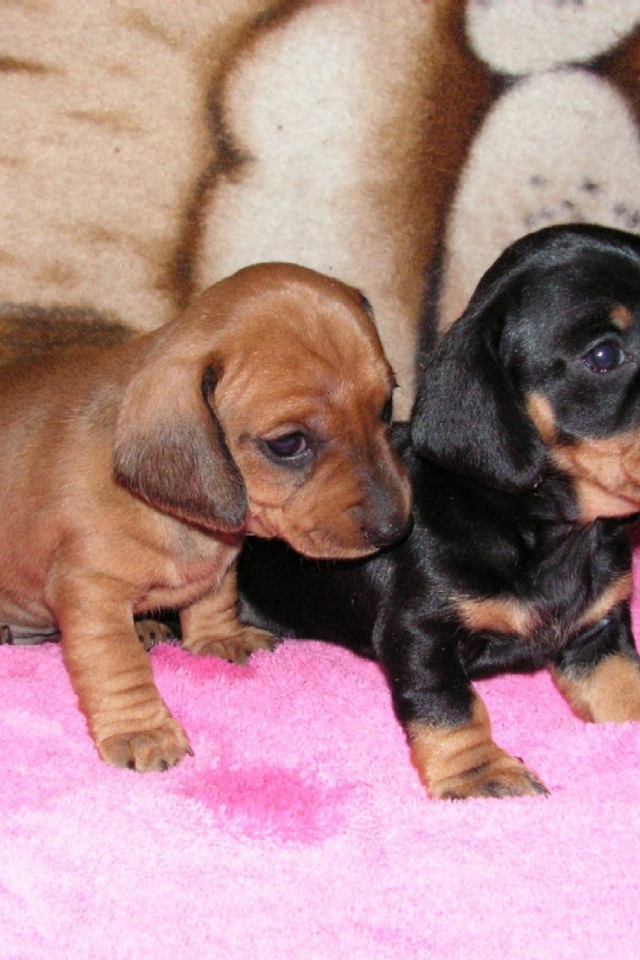 Два щенка таксы