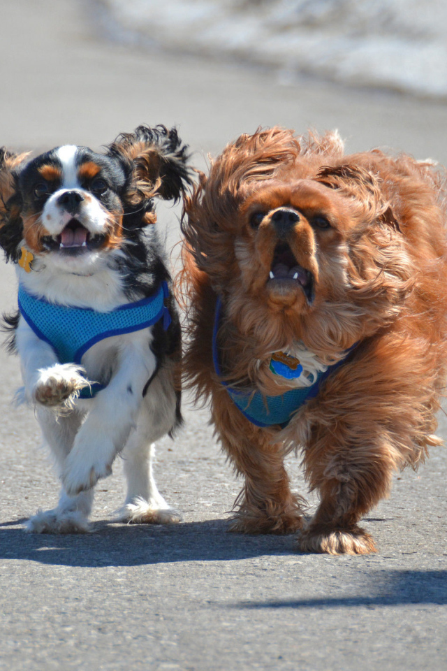 Две собаки кавалер кинг чарльз спаниель на пляже
