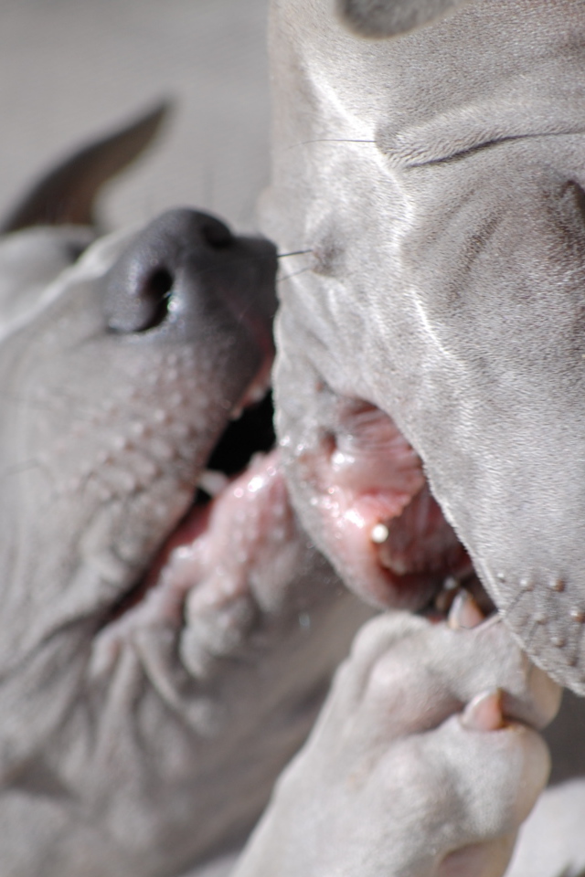 Две собаки тайский риджбек