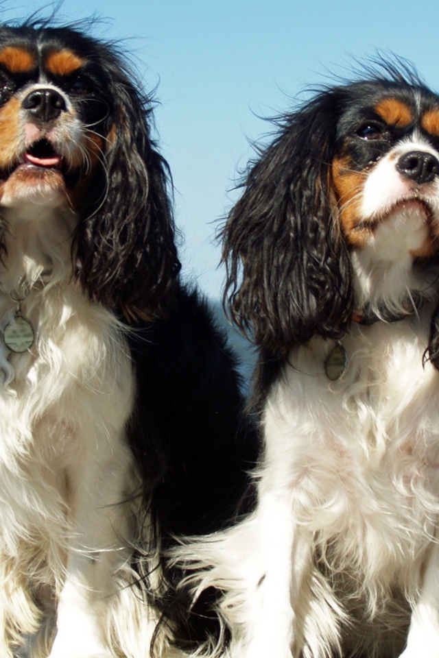 Две собаки у моря