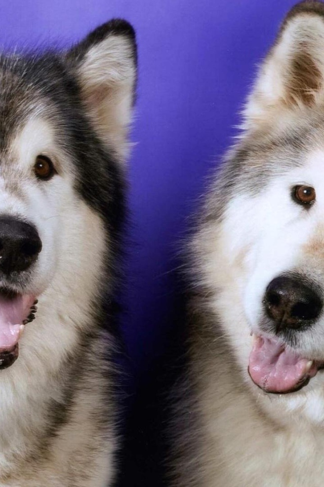 Две забавных лайки