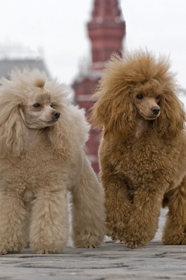 Два пуделя на Красной площади