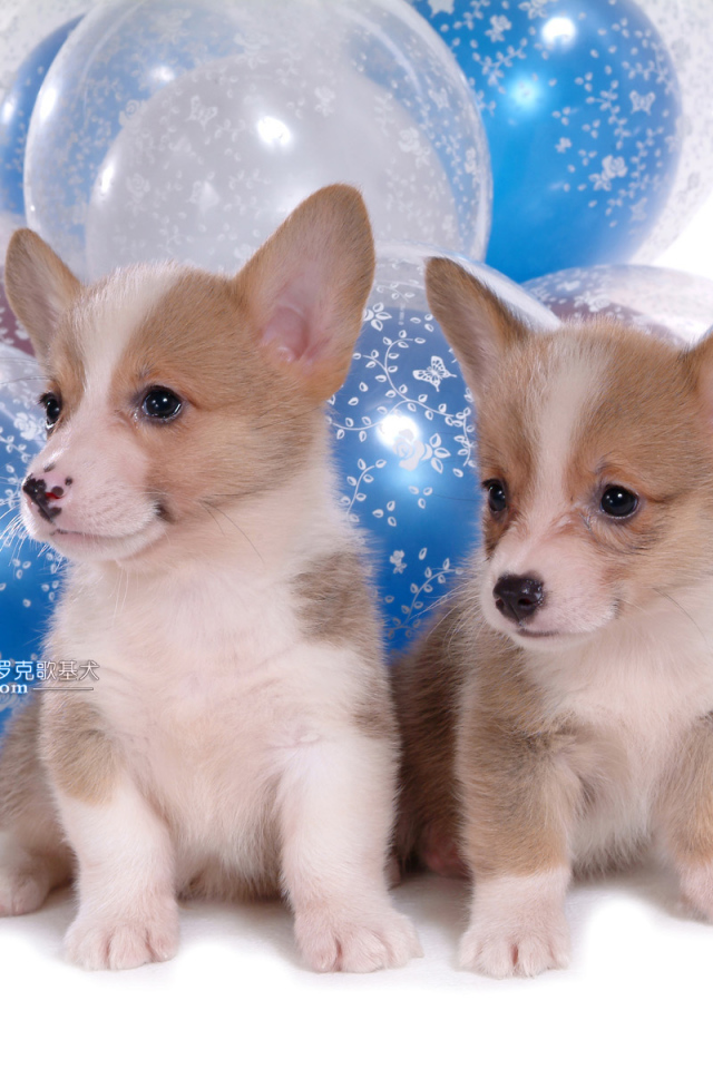 Два щенка вельш-корги на фоне шаров