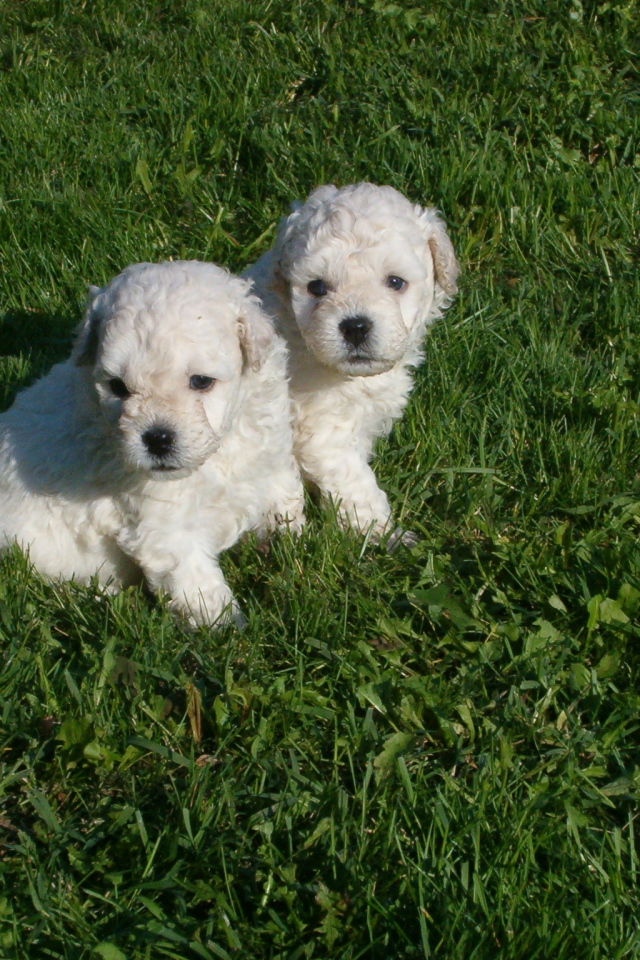 Два щенка собаки комондор