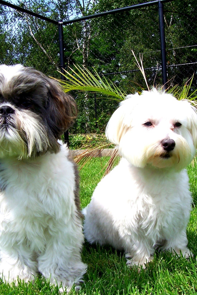 Две маленьких собаки шитцу