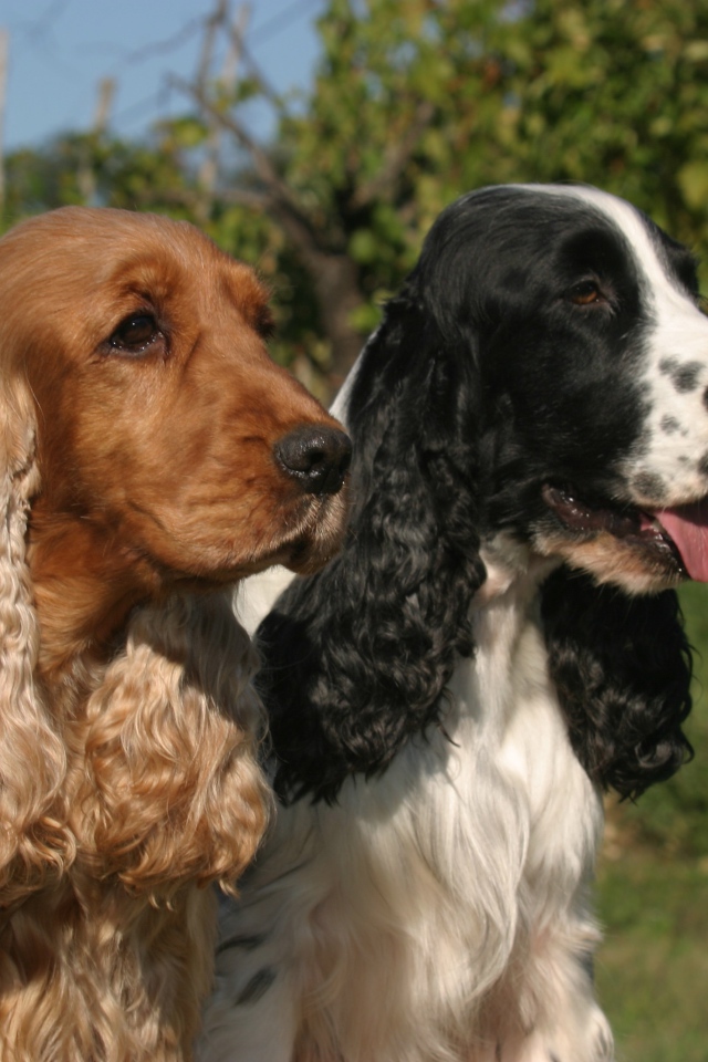 Виды английского кокер спаниеля