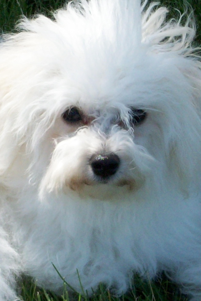 Недружелюбный взгляд болонки