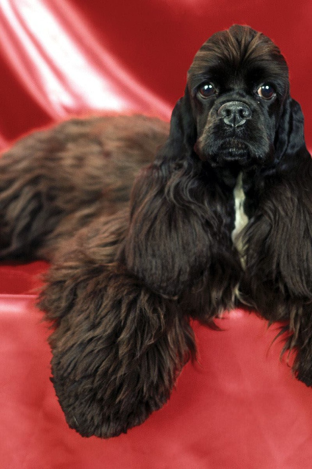 Необычный пес спаниель