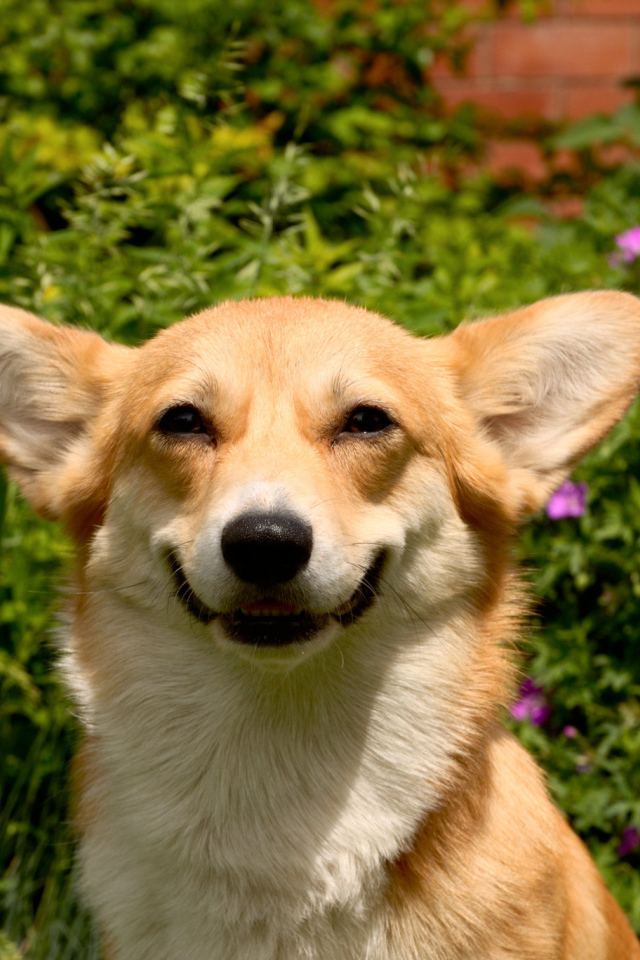 Улыбающаяся вельш-корги