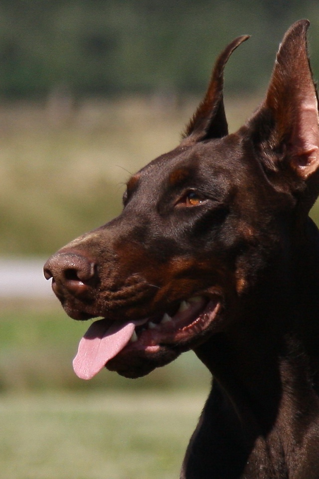 Красивый доберман