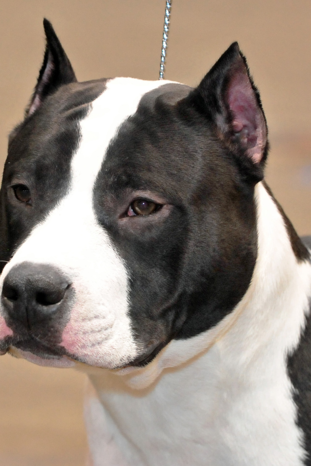 Взгляд американского стаффордширского терьера