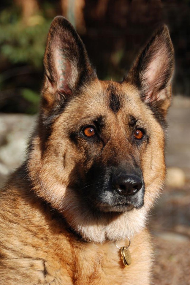 Взгляд немецкой овчарки