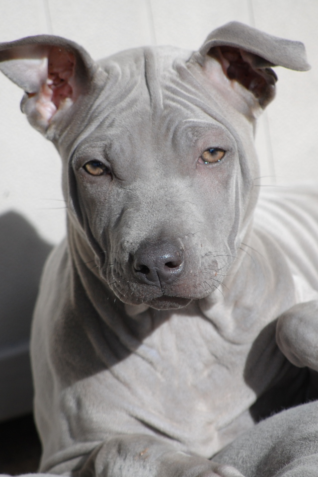 Взгляд тайского риджбека