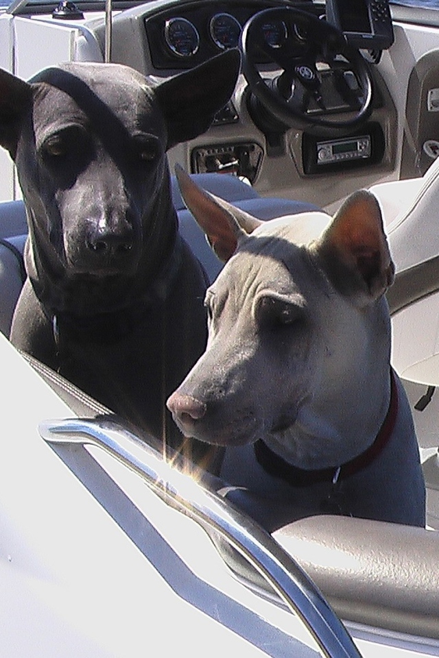 Прогулка тайских риджбеков на катере