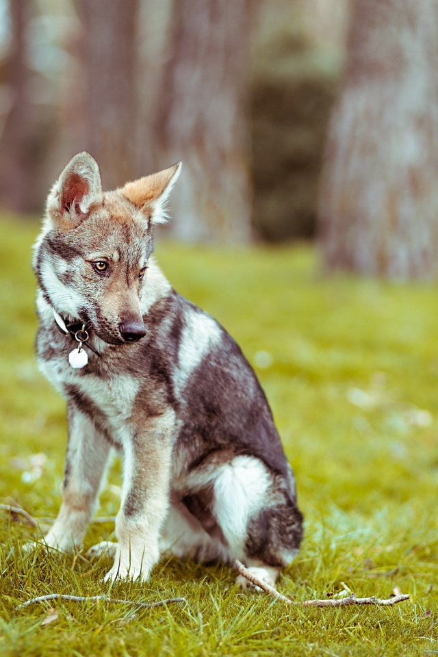 Прогулка в лесу