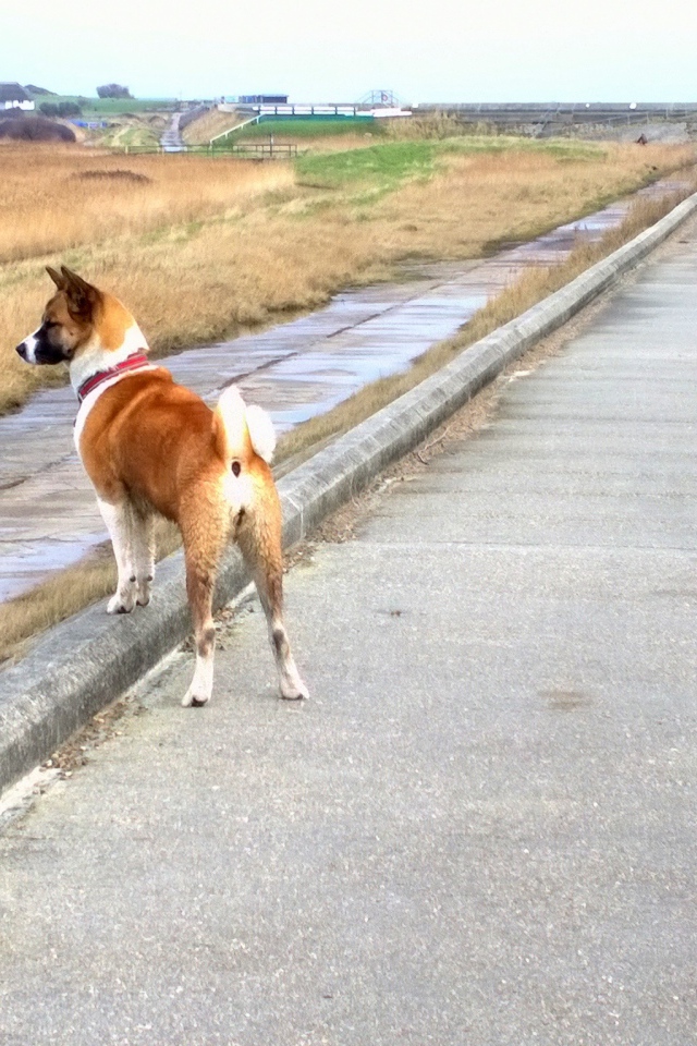 Прогулка американской акиты у моря